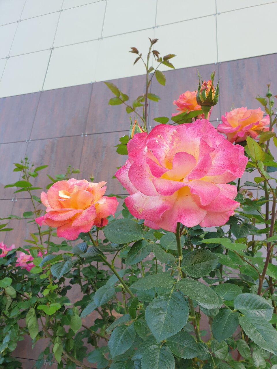 Гостиница Надежда Анапа-131